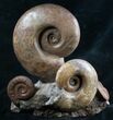 Lytoceras Ammonite Sculpture - Tall #7986-1